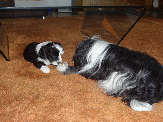 Baby Lisha mit Mama Ayana. März 2015