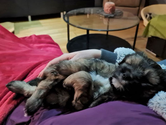 Mylo Schmusebub ♥