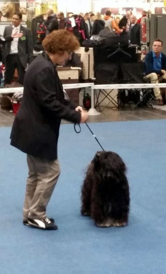 CACIB Hannover 25.10.2015 - Yeshi - Offene Klasse Rüden