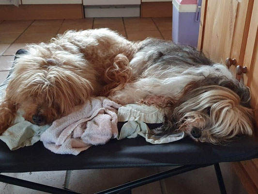 Die Damen Bya-ra und Milka müde im Ferienhaus