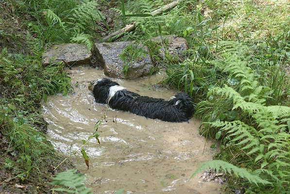 19.7.15 - Wanderung zur Villa Rustica - Lisha, die Wasserratte