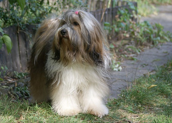 Milka im August 2016