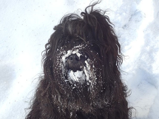 Wieder mal Schneeschieber gespielt, der Yeshi-Bub