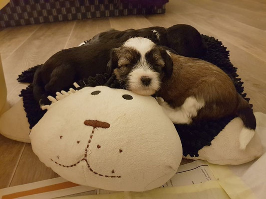 Hauptsache Linchen hat den besten Platz?