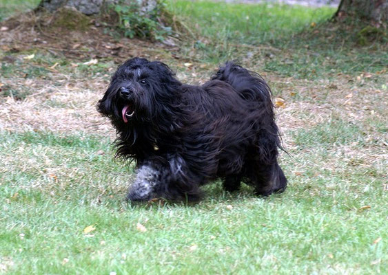 Yeshi auf Damensuche