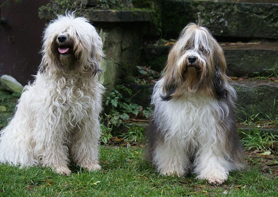 Fiona und Milka - 13.12.15