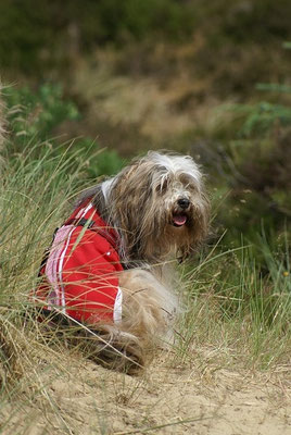 Milka in den Dünen