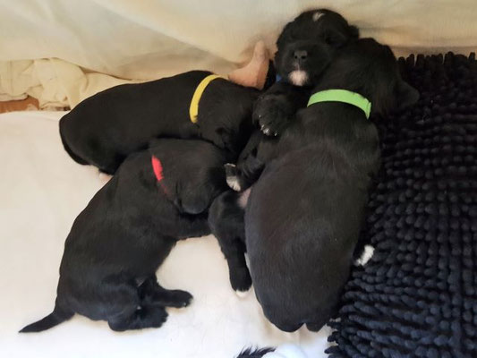21. Lebenstag: Nichts ist gemütlicher als mit Geschwistern kuscheln