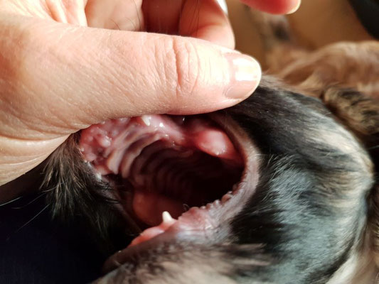 Die fiesen spitzen Milchzähnchen kommen!