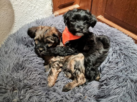 Minah und Marli