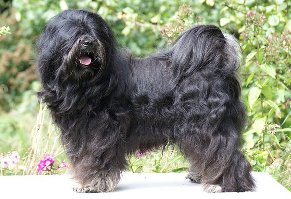 Yeshi - Tibet-Terrier-Deckrüde - 11.8.16