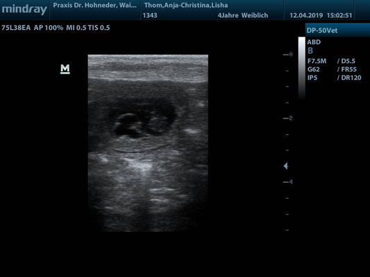 Ultraschall J-Wurf am 12.04.2019: eines von mind. 6 Babys ♥
