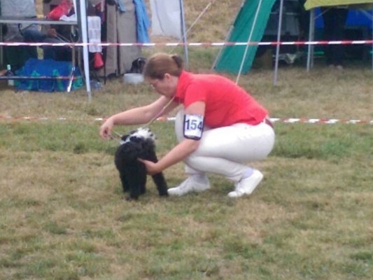 Gesar in Eiken in der Schweiz - 20.8.2016 -  Puppy Klasse 