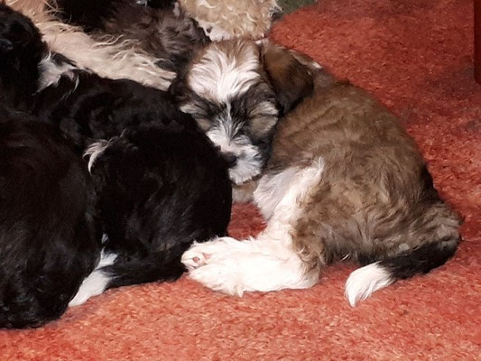 H-Wurf - Woche 9 - Kuscheln angesagt