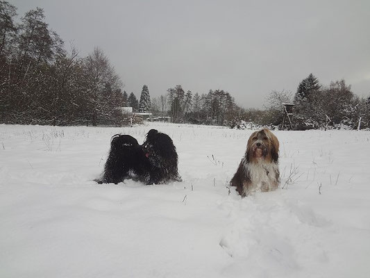 Yeshi und Milka im Schnee - November 2015