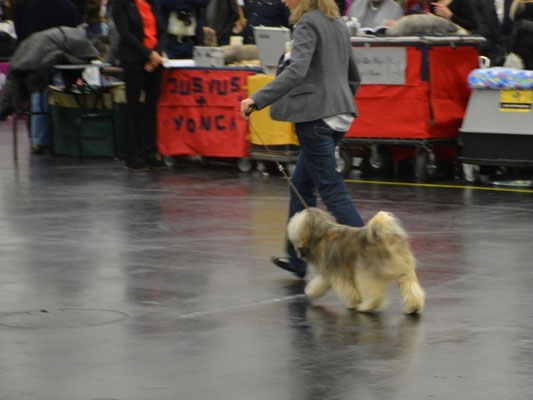 CACIB Nürnberg 2016 - Mon-sha
