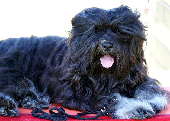 Tibet-Terrier Rüde Yeshi im Juni 2015