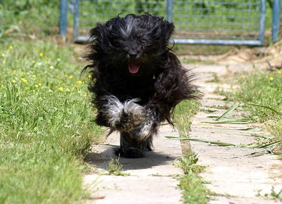 Tibet-Terrier Rüde Yeshi im Mai 2015