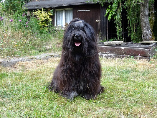 Yeshi nach dem Bad mit Le Pooch im Garten - Juni 2015