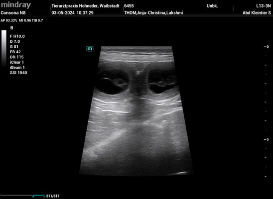 Ultraschall O-Wurf am 03.05.2024: eines von mind. 4 Babys ♥