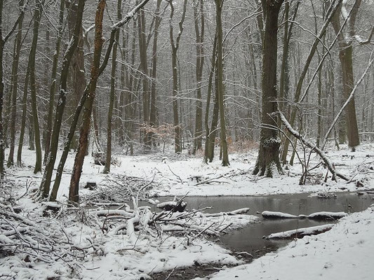 Ein Hauch von Winter im Februar 2016
