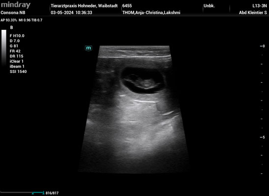 Ultraschall O-Wurf am 03.05.2024: eines von mind. 4 Babys ♥