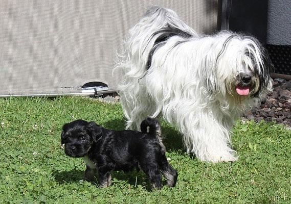 An-Dha-Na-I-Wurf - 5 Wochen alt - Ishan mit Mama