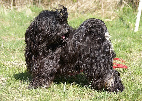 Tibet-Terrier Rüde Yeshi im April 2015