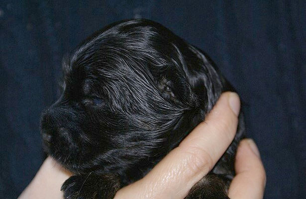 Yeshi, Papa unseres H-Wurfes, als Baby im Alter von 2 Wochen