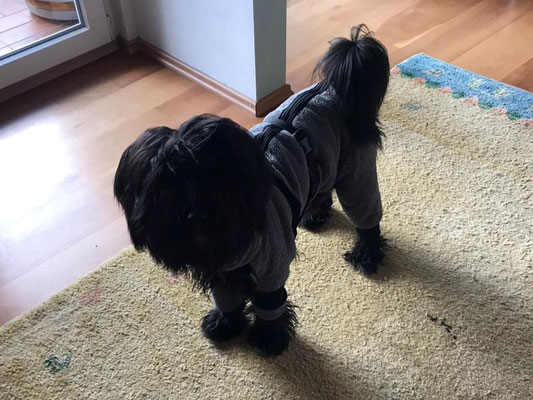 Pepper (10 Mon.)