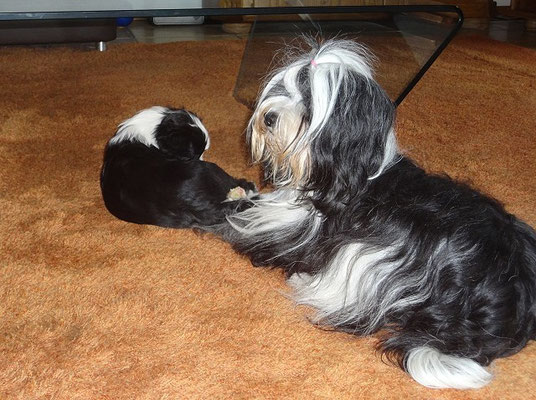Baby Lisha mit Mama Ayana. März 2015