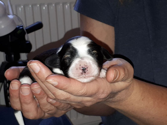 An Silvester, Augen grade offen