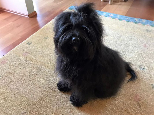 Pepper