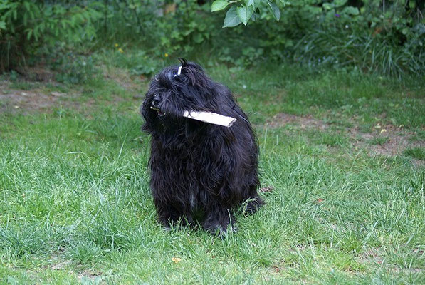 Tibet-Terrier Rüde Yeshi im Mai 2015