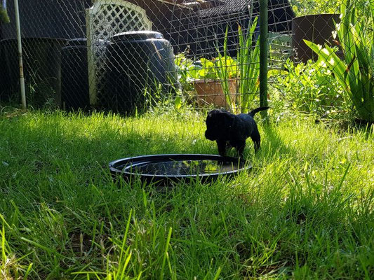so schön im schattigen Garten