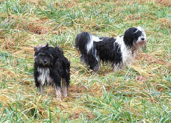 Tibi-Spaziergang mit Yeshis Töchterchen Indra am 3.1.2016