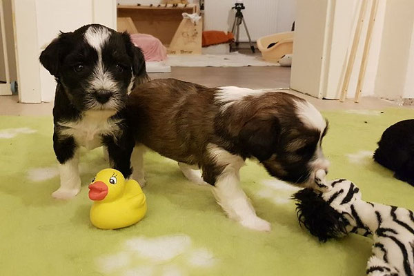 Linchen und Yaro