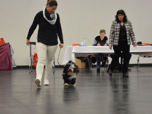 CACIB Nürnberg 2016 - Lisha