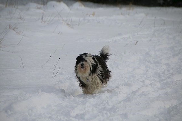 Annie