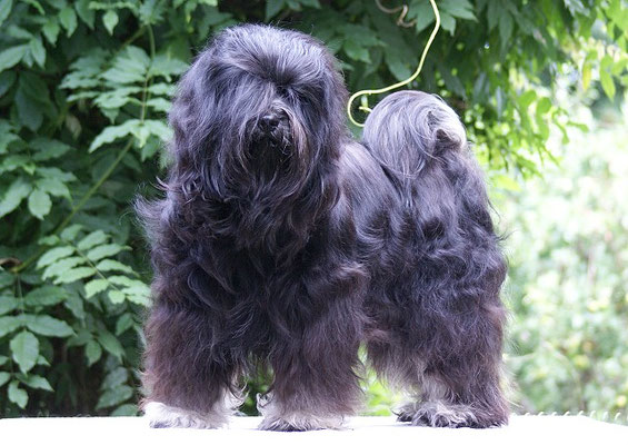 Yeshi - Tibet-Terrier-Deckrüde - 11.8.16