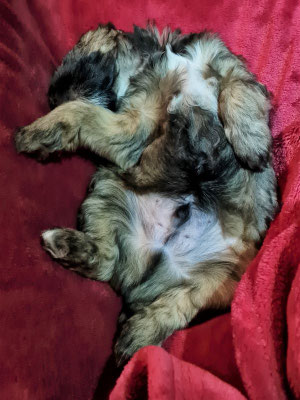 Mylo  ganz entspannt