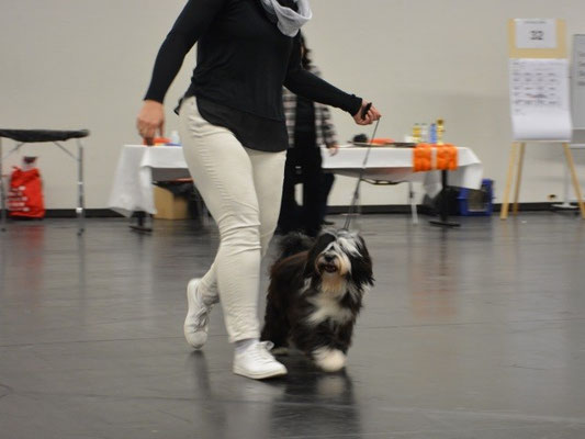 CACIB Nürnberg 2016 - Lisha