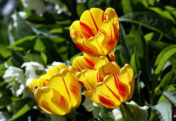 Tulpen in unserem Garten