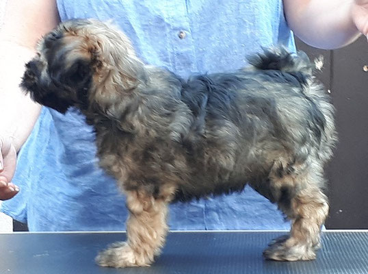 von-Almaka-J-Wurf - Jowo - Rüde - 8 Wochen alt
