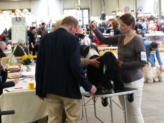 Lisha in Lingen - Jugendklasse Hündinnen - 23.4.2016