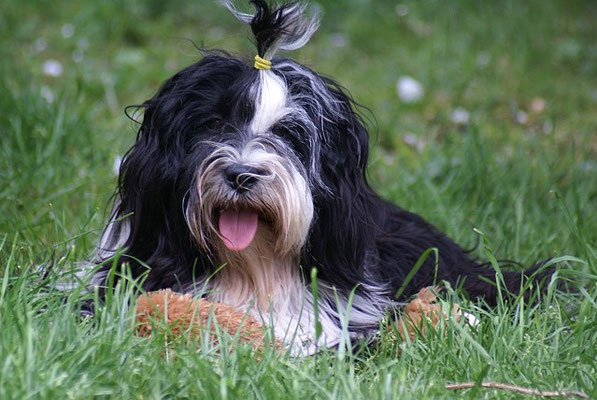 Lisha im Garten - Mai 2016
