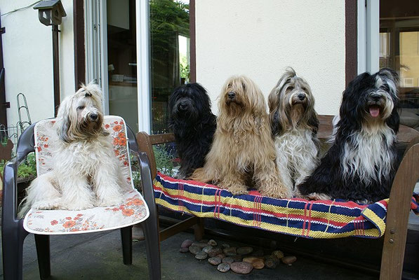 Familienidylle - Fiona, Yeshi, Bya-ra, Milka und Lisha - Juni 2016