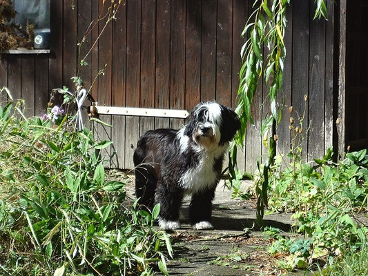 Lisha im Garten