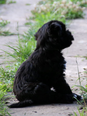 Pepper