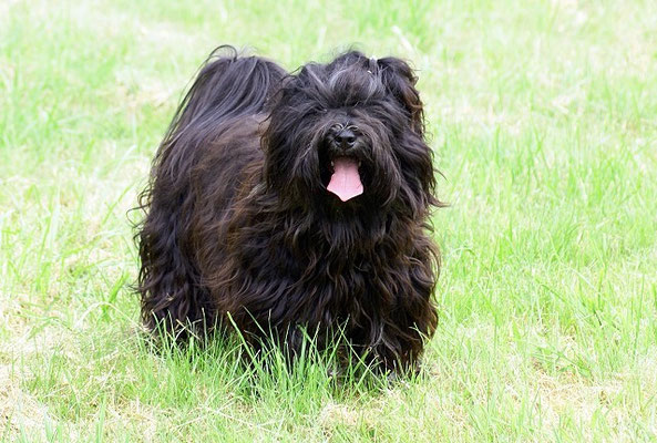 Tibet-Terrier Rüde Yeshi im Mai 2015